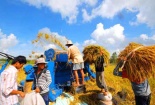 'Sản xuất gạo chỉ nên thừa 20% để phòng bất trắc' 